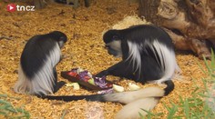 Video: V pražské zoo přivítali roztomilé opičky Guerézy