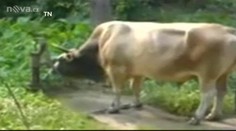 To jste ještě neviděli! SUPERBÝK si sám pumpuje vodu...