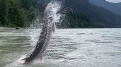 Rybáři nevěřili vlastním očím. Z vody vyskočilo obří monstrum. VIDEO