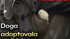 VIDEO: Doga adoptovala KUŘÁTKA