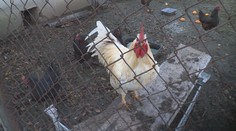 Na Táborsku se objevila ptačí chřipka. Nakazila se drůbež v malochovu