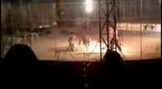 Hrůzné video: Tygr roztrhal krotitele (35) přímo v manéži před zraky dětí!