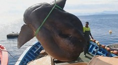 Rybáři vytáhli tajemného obra z hlubin moře. Vážil přes tunu