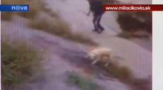 VIDEO: Mladíci brutálně upálili zaživa psa