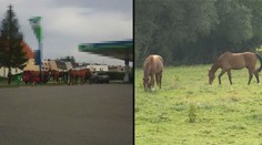 Netradiční komplikace v dopravě: Ulicemi Jihlavy se proháněli koně
