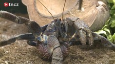 Největší suchozemští krabi na světě! Podívejte se