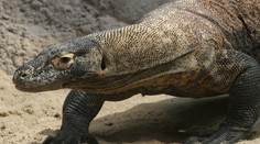 ÚSPĚCH při líhnutí draků: 20 varanů je na světě
