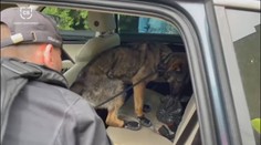 Celníci zadrželi auto s téměř dvěma kily drog. Muž je schovával v trenýrkách