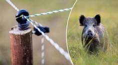 V boji s morem prasat přitvrzuje. Experti: Opatření jsou málo účinná