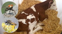Krávy méně dojí, obtěžují je mouchy! Odborníci radí nasadit vosičky
