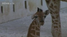 V pražské zoo pokřtili mláďata žirafy Rotschildovy