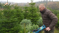 Pěstitelům vánočních stromků začala sezóna. Nemohou sehnat brigádníky