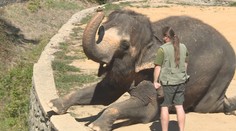 Ústecká zoologická zahrada přijde o posledního slona. Doplnění chovu není možné