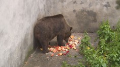 Konec medvědů na hradech a zámcích. Podle památkářů zvířata trpí