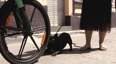 Cyklista pejskaři zlomil čelist. Násilníkovi teď hrozí osm let