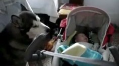 DOJEMNÉ VIDEO: Zpívající psi konejší miminka!