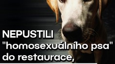 Nepustili "homosexuálního psa" do restaurace, dostali pokutu