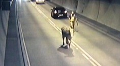 VIDEO: Ve slovenském dálničním tunelu běhala kráva