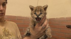 Zoologická zahrada má velké lákadlo. Narodila se jim mláďata servalů