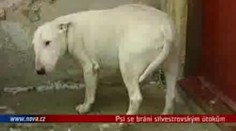 VIDEO: Psi se brání silvestrovským útokům