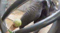 Unikátní video: Takhle vidí svět malé sloní mládě