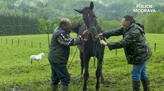 Policie Modrava boduje! Sledovaly ji skoro 2 miliony diváků
