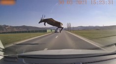 VIDEO: Mrazivé záběry: Chybělo málo a automobil srazil obřího jelena