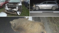 Řidič vjel autem do obřího stáda divočáků, jeho jízda byla smrtící!