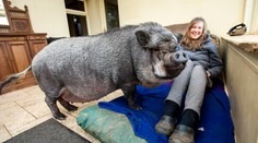 Při koupi pozor: Z miniprasátka vyrostl chlupatý, 130kilový kanec!