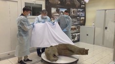 VIDEO: Vědci našli 50 tisíc let starého mamuta. Vypadá, jako by zemřel nedávno