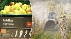 Globus nabízel "česká" jablka. Byla z Polska a s pesticidy!