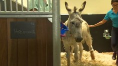 Osla týral majitel, střelil ho do hlavy! Operace mu zachránila život