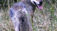 Vlčici utratili pro vzteklinu, neměla ji! Myslivci řekli, jak je to možné