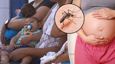 Virus Zika hlásí další země! Nemoc už je v Portugalsku a Kanadě