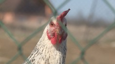Veterináři zakázali chov drůbeže pod širým nebem, hrozí obří pokuta