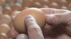 Česká krabička, polská vejce! Původ poznáte až ze skořápky