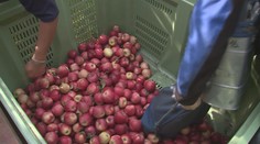 Vrcholí sklizeň jablek a hrušek. Kvůli nepříznivému počasí stouply ceny