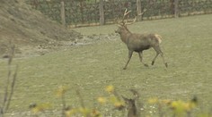 Horor v oboře: Vladimíra nabral jelen na parohy a zabil ho! VIDEO