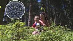 Sezóna borůvek začala. Díky vlhkému a teplému počasí se jim letos dařilo
