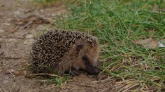 Potkali jste během dne ježka? Potřebuje pomoc! Toto s ním udělejte