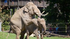 SEX v ZOO: Takhle vyváděli Mekong s Janitou