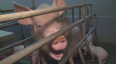 Z trhu mizí české vepřové. Zemědělcům se chov prasat nevyplatí