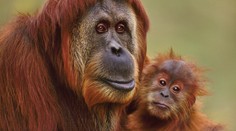 Pražská zoo slaví. Po 41 letech se tam narodí malý orangutan