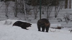 ROZTOMILÉ VIDEO: Rosomáci z brněnské zoo si užívají první sníh