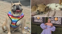 Psi Lady Gaga se našli! Zpěvačka slíbila odměnu 10 milionů korun