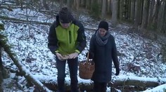 Ideální čas vyrazit na houby! Roste až 12 jedlých druhů a nejsou červavé