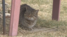 Žena měla odvézt kočku s koťaty do útulku. Nechala je udusit v pytli