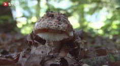Masák chutná, mochomůrka tygrovaná zabíjí! Odborník UKAZUJE, jak je odlišit