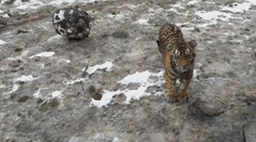 Pruhovaná prasátka. Tak by se dala nazvat mláďata tygrů ze zoo Hluboká