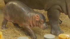 V ostravské zoo se narodil malý hrošík, takhle tráví první dny života
